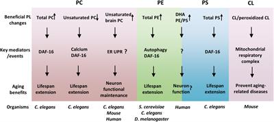 The Crucial Roles of Phospholipids in Aging and Lifespan Regulation